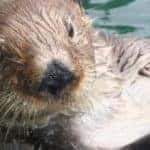 Seattle Aquarium Otter