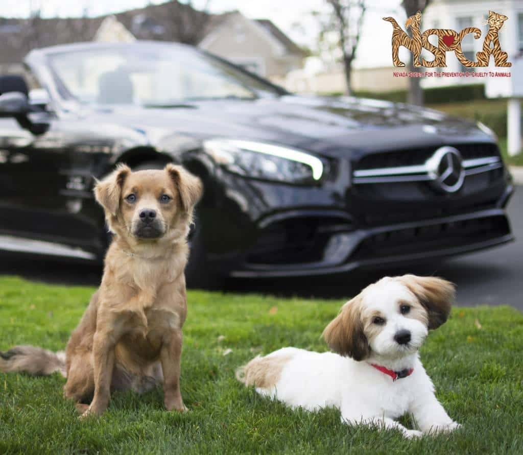 Fletcher Jones Sponsors Nevada’s SPCA MercedesBenz of Henderson