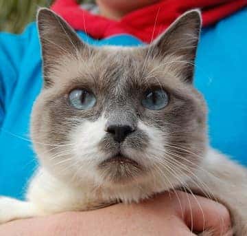 NSPCA