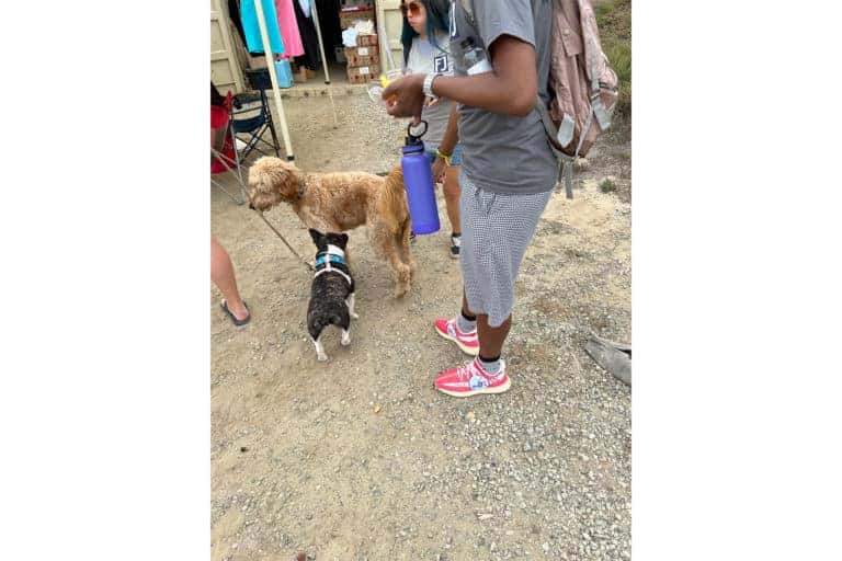 Dog Clean Up 2