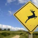 Driving During Deer Season