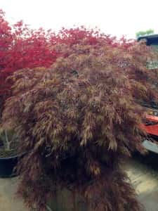 September 16, 2016 - Some of the landscape materials have arrived. Including one named the "Crimson Queen." Technically it's called Acer palmatum var. dissectum. Sunnyside Acura Nashua, NH