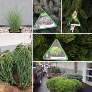 September 19, 2016 - Landscaping is moving right along. Globe Blue Spruce, Low Glow Japanese Red Pine and Weeping Norway Spruce, amongst others. Sunnyside Acura Nashua, NH