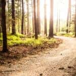 Dirt path surrounded by skinny brown and green trees with the sun coming through