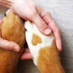 Human hands are holding a dog's front paws.