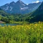 Yellow wildflowers in a valley near Colorado Springs on a summer day.
