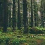 Green forest with trees and moss